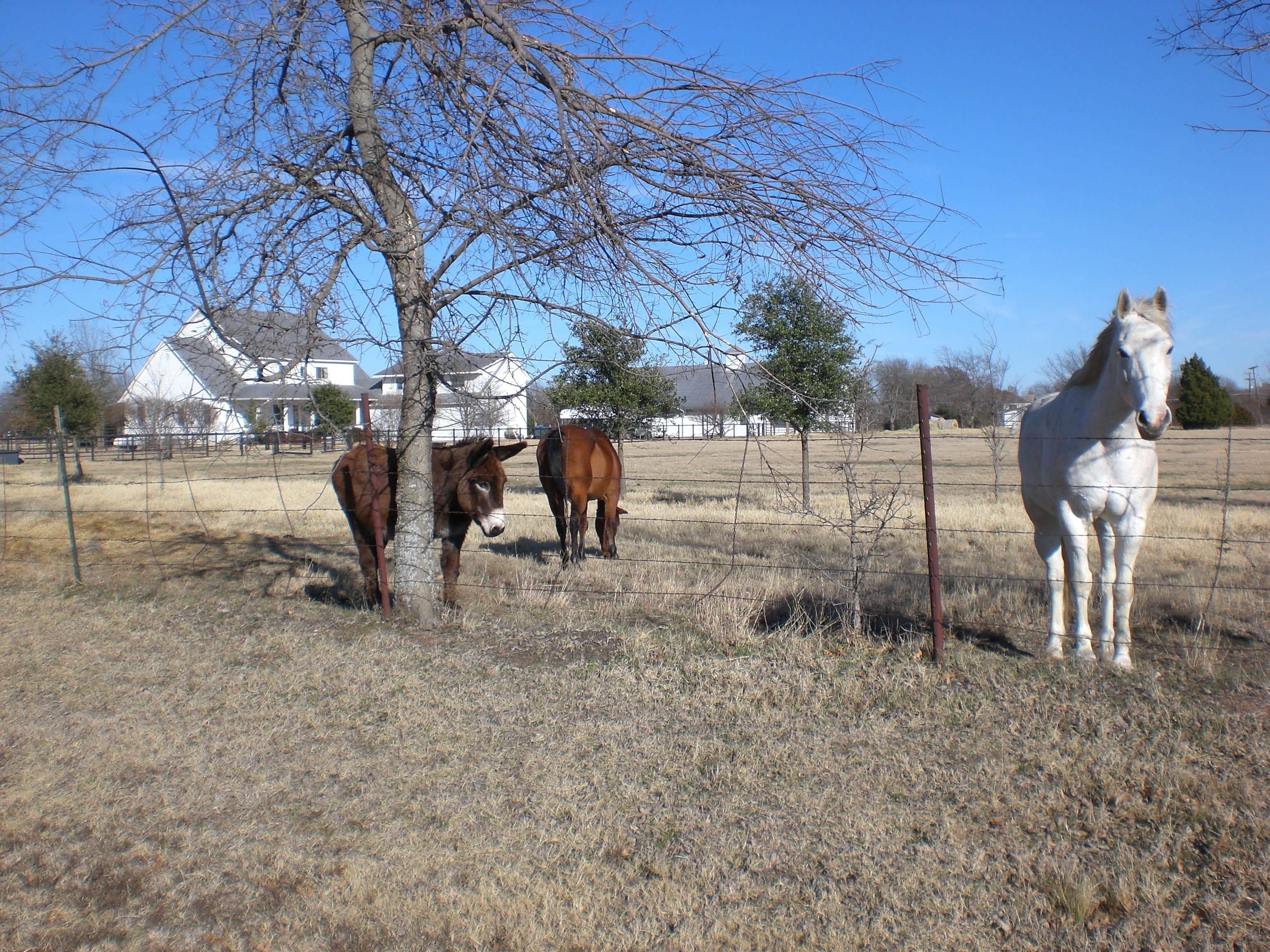Fairview, Texas