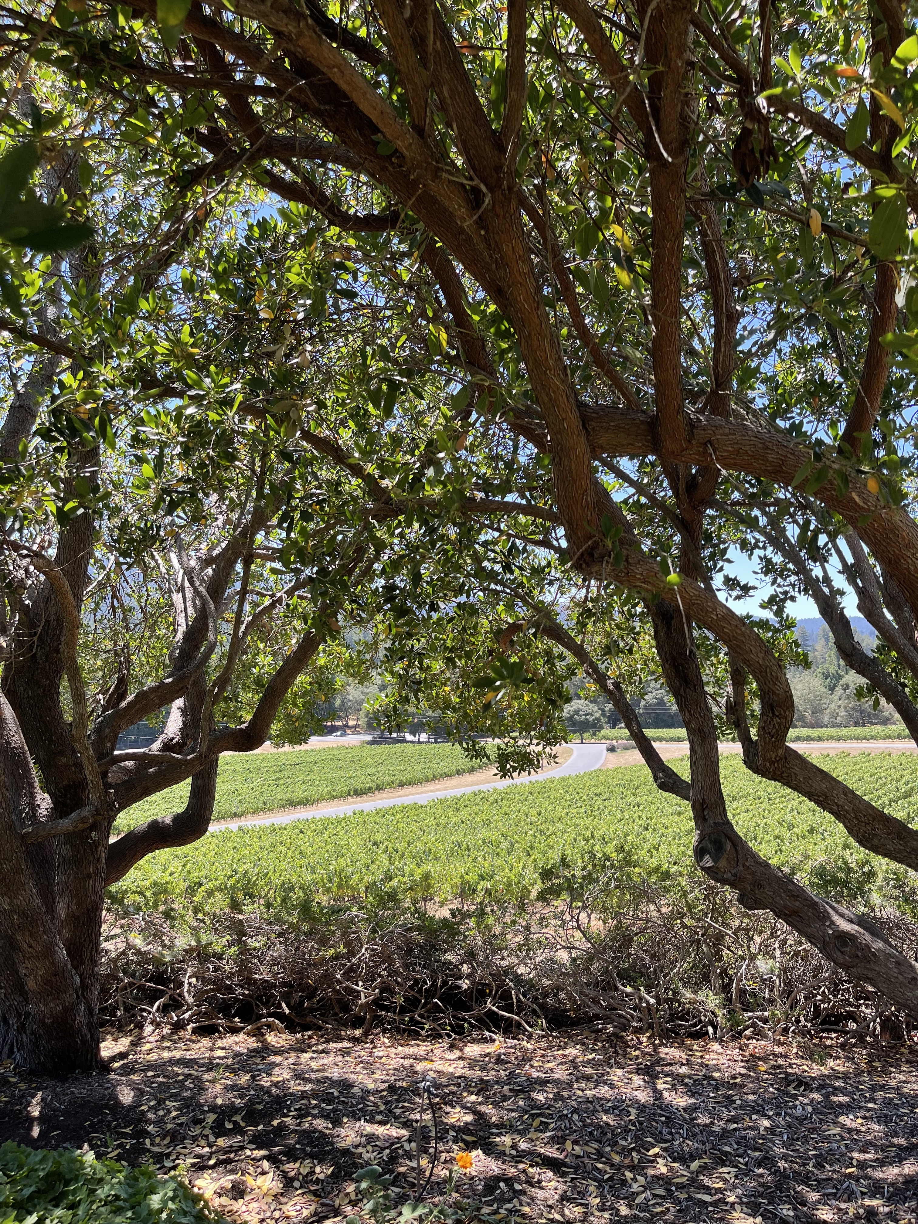 Philo, California